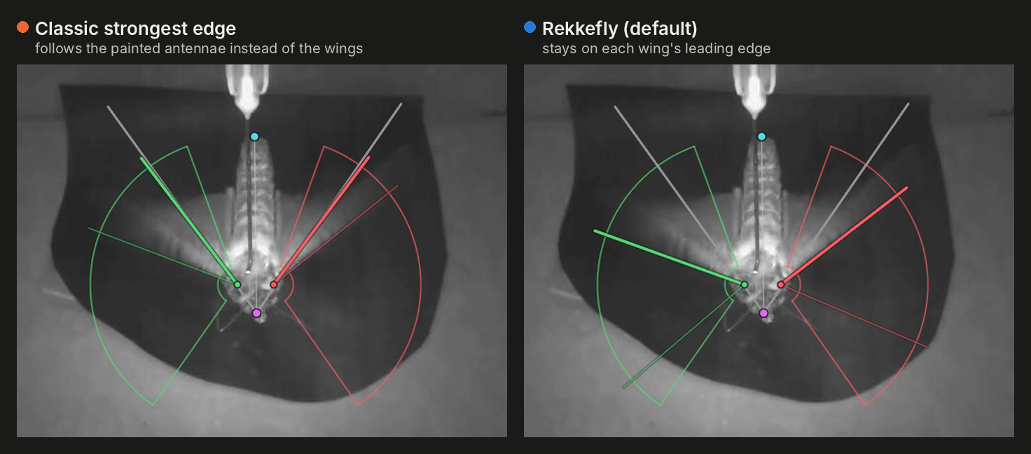 The same moth frame with painted antennae: the classic detector follows the antennae, Rekkefly stays on each wing’s leading edge